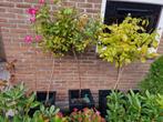 Stamrozen XXL - Rosa - Wit - 3 stuks, Tuin en Terras, Ophalen, Vaste plant, Overige soorten, Volle zon
