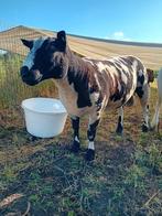 Bonte dekram, Dieren en Toebehoren, Schapen, Geiten en Varkens, Mannelijk, Schaap