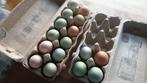 16 broedeieren mix, kleurleggers, bevruchte eieren, €16, Ophalen of Verzenden, Nieuw, Overige typen
