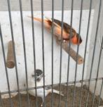 2 mooie koppel harlekijn kanaries uit buiten volière, Dieren en Toebehoren, Meerdere dieren, Kleurkanarie