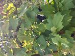 zoete blauwe trossen druiven🍇 .gratis ophalen. winschoten, Ophalen, Overige soorten, Minder dan 100 cm