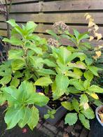 Grote hortensia in pot, Tuin en Terras, Vaste plant, Halfschaduw, Zomer, Ophalen