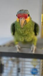 Amazone papegaai pop, Dieren en Toebehoren, Vrouwelijk, Papegaai, Geringd
