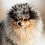 Mooie kleine Merle tan pomeranian dekreu / pomeriaan dekreu, Dieren en Toebehoren, Honden | Dekreuen, 6 jaar of ouder, Reu, Parvo