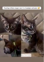 Super leuke kittens beschikbaar, Dieren en Toebehoren, Katten en Kittens | Overige Katten, Meerdere dieren, Kortharig, 0 tot 2 jaar