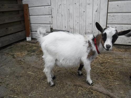 2 hoornloze dwerggeitjes, Dieren en Toebehoren, Schapen, Geiten en Varkens, Geit, Meerdere dieren, 0 tot 2 jaar