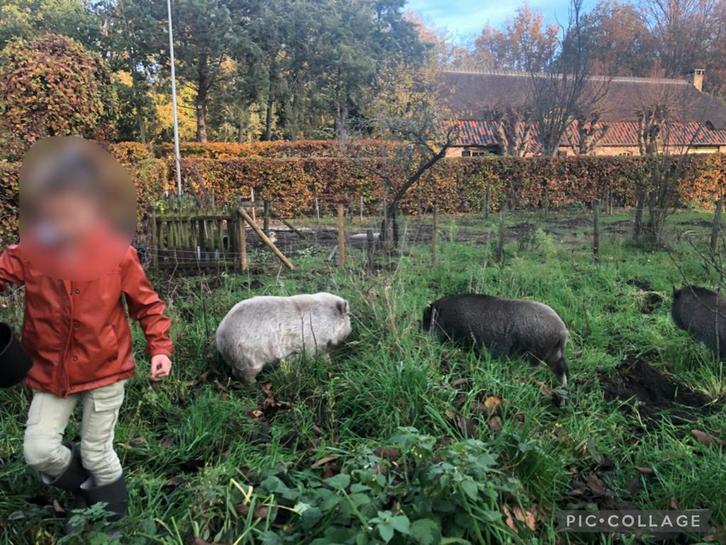 Drie schattige hangbuik zwijntjes., Dieren en Toebehoren, Schapen, Geiten en Varkens, Varken, Vrouwelijk, 3 tot 5 jaar