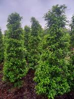 Portugese laurier ( prunus lusitanica )te koop, Ophalen of Verzenden, Laurier, 100 tot 250 cm