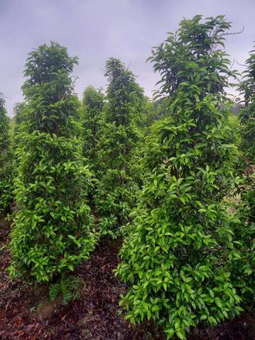 Portugese laurier ( prunus lusitanica )te koop beschikbaar voor biedingen