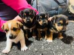 Jack Russel puppy’s, Jack Russell Terriër, CDV (hondenziekte), 8 tot 15 weken, Meerdere