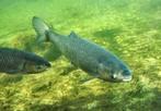 Graskarper de tuinman in de vijver *tijdelijk* grote 35/38cm, Karper of Koi