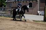 Verzorg/bijrijdpaardje gezocht, Dieren en Toebehoren, Paarden en Pony's | Overige Paardenspullen, Ophalen of Verzenden