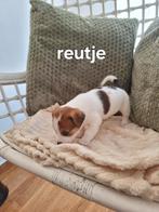 Jack russel puppy's, België, Particulier, Jack Russell Terriër, 8 tot 15 weken