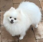 Lief Pomeriaan reutje zoekt een warm nieuw thuis, Dieren en Toebehoren, Particulier, Keeshond, Rabiës (hondsdolheid), Reu