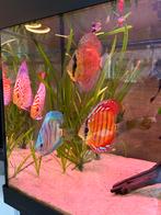 Discusvissen 5 stuks, Dieren en Toebehoren, Vissen | Aquariumvissen, Vis
