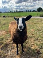 Mooie zwart bles ooien en ram, Vrouwelijk, Schaap, 0 tot 2 jaar