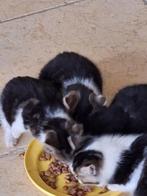 kitten, Dieren en Toebehoren, Geslacht onbekend, 0 tot 2 jaar