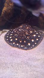 Potamotrygon bd, Dieren en Toebehoren, Vissen | Aquariumvissen, Vis