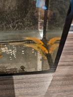 Chinese algeneters aquarium vissen, Dieren en Toebehoren, Vissen | Aquariumvissen, Vis