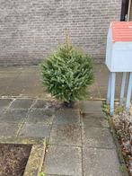Gratis af te halen kerstboom met kluit, Tuin en Terras, Planten | Bomen, Ophalen, Volle zon, Overige soorten