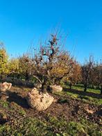Oude perenboom Doyenné du Comice 75 jaar, Ophalen, 250 tot 400 cm, Perenboom, Lente