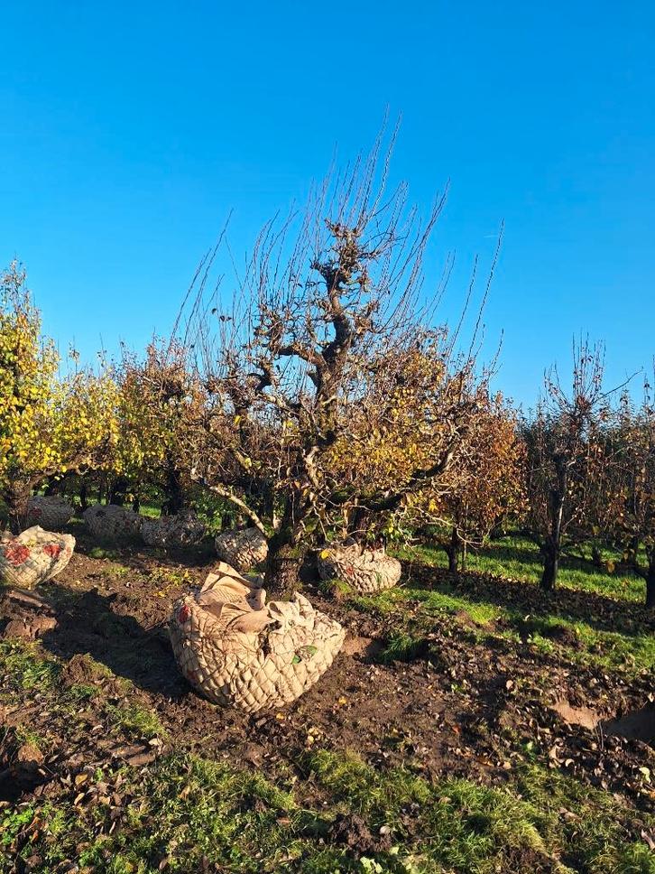 Oude perenboom Doyenné du Comice 75 jaar, Tuin en Terras, Planten | Fruitbomen, Perenboom, 250 tot 400 cm, Lente, Ophalen