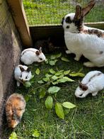 Jonge rijnlander konijnen, Dieren en Toebehoren, Meerdere dieren, 0 tot 2 jaar, Middelgroot