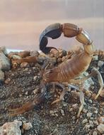 Schorpioen Androctonus baluchicus man volwassen, Dieren en Toebehoren, Insecten en Spinnen, Spin of Schorpioen
