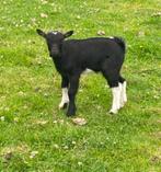 dwergbokje, Dieren en Toebehoren, Schapen, Geiten en Varkens, Mannelijk, Geit, 0 tot 2 jaar