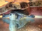 Koppel muskus schildpadden, Dieren en Toebehoren, Reptielen en Amfibieën, Schildpad, Tam, 7 tot 10 jaar