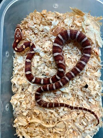 Pantherophis Guttatus Het. Scaleless NK 2025 beschikbaar voor biedingen