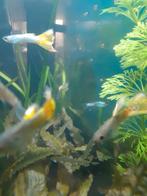 Te koop:4 mooie gele mannen guppen, Dieren en Toebehoren, Vis