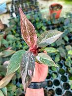 Philodendron Pink Princess Plug, Huis en Inrichting, Kamerplanten, Overige soorten, In pot, Minder dan 100 cm, Groene kamerplant