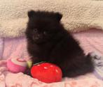 Nog 2 super snoezige mini pomeranian puppys ️🌸🩷🥰, Dieren en Toebehoren, Honden | Poolhonden, Keeshonden en Oertypen, Keeshond