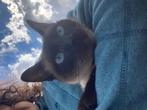 siamese kittens volbloed, Meerdere dieren, Ontwormd, 0 tot 2 jaar