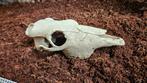Exo terra Buffalo Skull 23 cm lang, Dieren en Toebehoren, Ophalen of Verzenden, Zo goed als nieuw, Tak, Plant, Rots of Steen