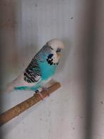 Koppel engelse grasparkieten, Dieren en Toebehoren, Vogels | Overige Vogels, Meerdere dieren, Geringd