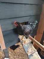 Trio Barnevelders goud gezoomd, Dieren en Toebehoren, Pluimvee, Meerdere dieren, Kip