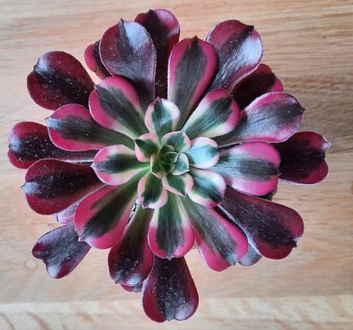 Aeonium Medusa, Huis en Inrichting, Kamerplanten, Vetplant, Minder dan 100 cm, Groene kamerplant, Volle zon, Verzenden