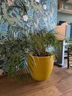 Bloempot / plantenpot d 50cm met binnenzak en goudpalm, Tuin en Terras, Bloempotten, Ophalen, Rond, Binnen, Aardewerk