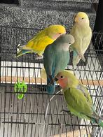 Prachtige Lieve Agapornis Dwergpapegaai Diverse Kleuren, Meerdere dieren, Dwergpapegaai of Agapornis, Tam
