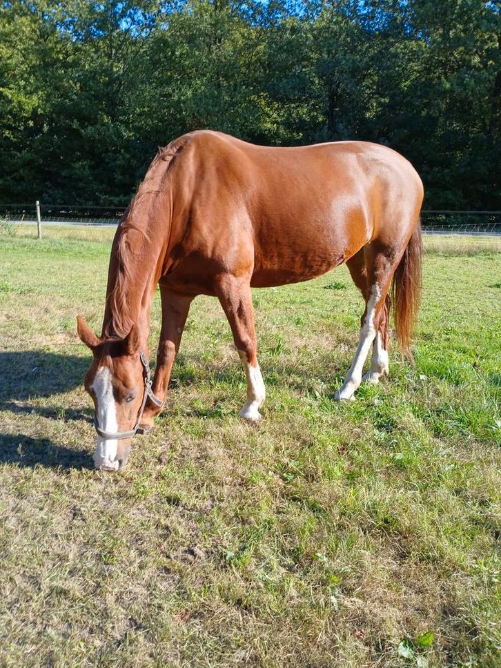 Lieve grote E-pony te koop, Dieren en Toebehoren, Paarden, Merrie, Minder dan 160 cm, 7 tot 10 jaar, Recreatiepaard, Met stamboom