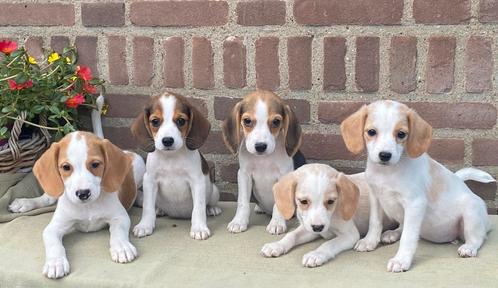 Prachtige BEAGLE x KOOIKER pups, Dieren en Toebehoren, Honden | Niet-rashonden, Klein, Meerdere dieren, Fokker | Professioneel