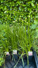 Allium in knop, Ophalen, Zomer, Overige soorten, Volle zon