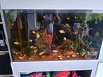 Te koop groot aqarium met vissen, Dieren en Toebehoren, Ophalen, Zo goed als nieuw, Gevuld zoetwateraquarium