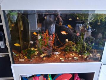 Te koop groot aqarium met vissen beschikbaar voor biedingen