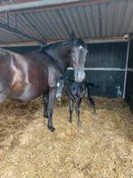 Crossbreeding fokprogramma, Hengst