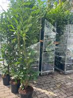 haag Laurier , NIEUW, smalblijvend  Prunus Genolia nu 23,50, Ophalen, Laurier, Haag, 100 tot 250 cm