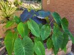 Colocasia pink china, Ophalen, Minder dan 100 cm, Overige soorten, Zomer