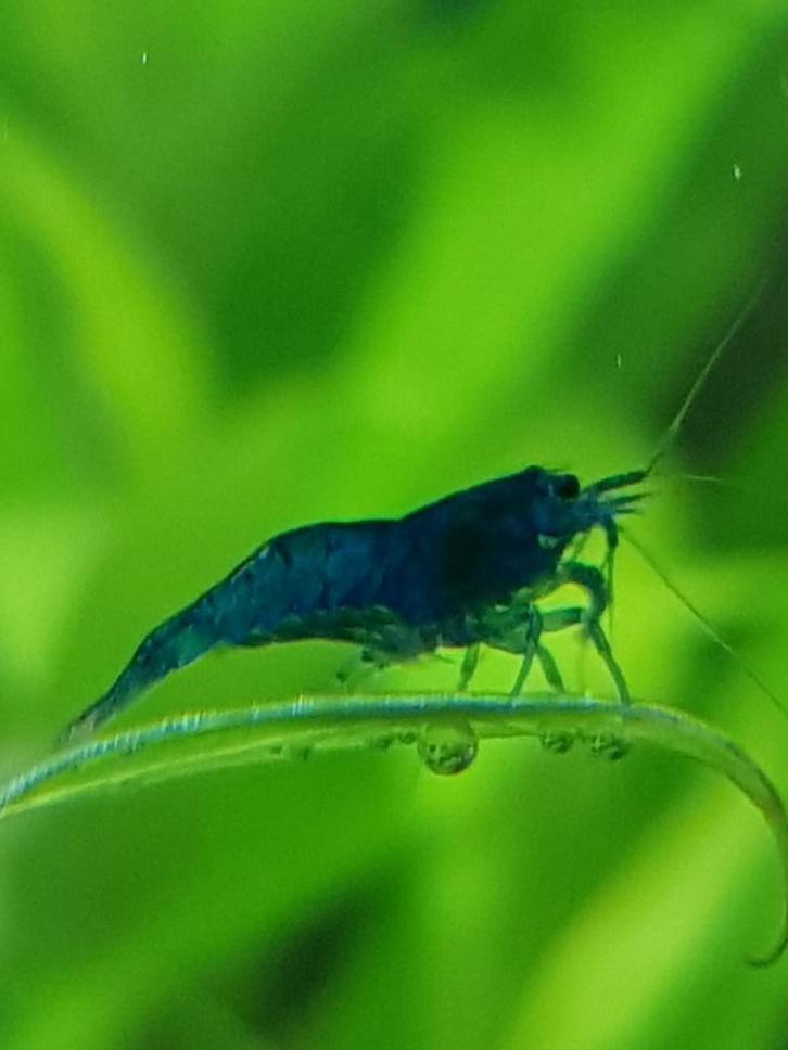 Jonge blauwe garnalen 1 a 1,5 cm, Dieren en Toebehoren, Vissen | Aquariumvissen, Zoetwatervis, Kreeft, Krab of Garnaal